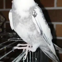 عروس هلندی لوتینو|پرنده|اردکان, |دیوار