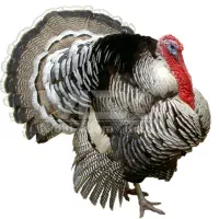 تخم و جوجه و گوشت بوقلمون خانگی سنتی ارگانیک برنز