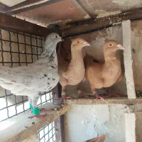 دوکتی پلاکی زرد عراقی