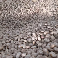 لوبیا چیتی|عمده‌فروشی|معمولان, |دیوار