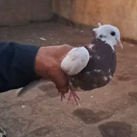 جوجه طوقی|پرنده|تربت جام, بیست متری منبع آب|دیوار