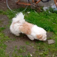 واگذاری سگ|سگ|بندر انزلی, لیچارگی حسن رود|دیوار