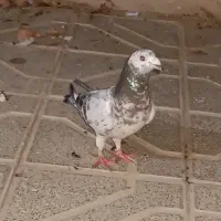 کفتر جفتگاه