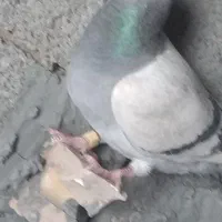 کبوتر پلاکی|پرنده|کشکوئیه, |دیوار