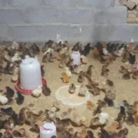 جوجه محلی