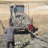 فروش چوب کبوده باریک|عمده‌فروشی|جونقان, |دیوار