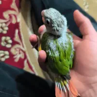 گرینچیک سرلاکی