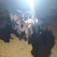 بزغاله|حیوانات مزرعه|آوج, |دیوار