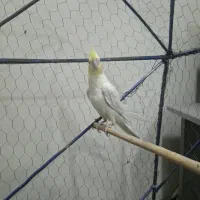 عروس هلندی لوتینیو|پرنده|خرمشهر, |دیوار