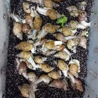 حلزون تخم گزار