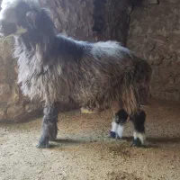 چهار عدد بره قوچ|حیوانات مزرعه|اسلامآباد غرب, |دیوار