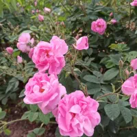 برا-تالار-مرغداری-گاوداری-دنبال-باغ-یا-زمینی