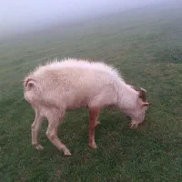 قوچ با بز سانن دوتاشم دامازدق|حیوانات مزرعه|قشلاق دشت, |دیوار