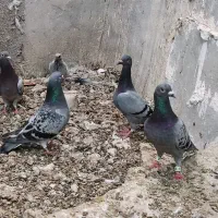 پلاکی سینه سفید|پرنده|شیراز, دروازه اصفهان|دیوار