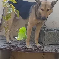 واگذاری یک قلاده سگ ژرمن در سعیدآباد هشتگرد|سگ|هشتگرد, سعید آباد|دیوار