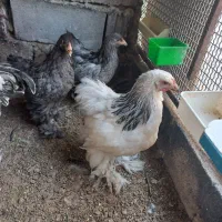 برهما ۴ماهه