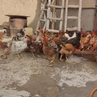 مرغ تخمگذار گلپایگان و محلی