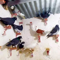 25 تا نر سوراخ گردن کلفت پریده