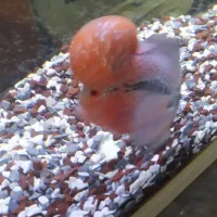 ماهی فلاور هورن رد دراگون|ماهی|سنندج, |دیوار