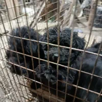 سگ‌پا‌کوتا|سگ|دامغان, |دیوار