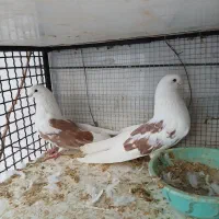 یک جفت تیرونی کشیده