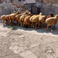 بره ماده