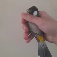 قناری سهره کمیاب نر معاویضه با عروس برزیلی فنچ و..