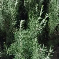 رزماری تازه|خوردنی و آشامیدنی|مود, |دیوار