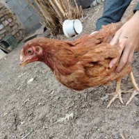مرغ و خروس|حیوانات مزرعه|تربت جام, رضاآباد|دیوار
