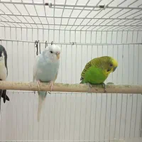 عروس هلندی و مرغ عشق|پرنده|مشهد, عامل|دیوار