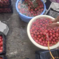 رب خانگی|خوردنی و آشامیدنی|تهران, اختیاریه|دیوار