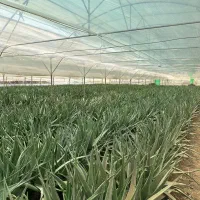 برگ الوراا|عمده‌فروشی|کرج, انبار مپنا|دیوار