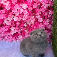 گربه نژاد اسکاتیش فولد شورت هیر|گربه|آمل, |دیوار