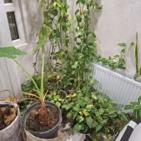 فروش گل و گلدان