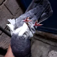 گرفتنی|پرنده|اندیمشک, |دیوار