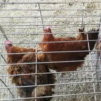 مرغ تخم گذار|حیوانات مزرعه|رفسنجان, |دیوار