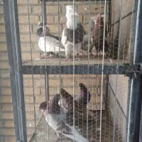 کبوتر رنگ و پرش