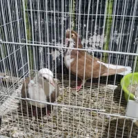 تعدادی کفتر مفت