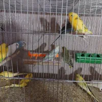 فروش مرغ عشق خانگی سالم و سرحال|پرنده|شهر بابک, |دیوار