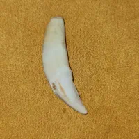 سنگ بالایی گرووگ|جواهرات|اهواز, کمپلو جنوبی|دیوار