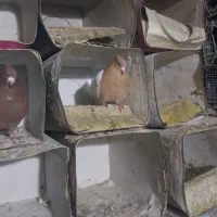 کبوتر جفت کله زرد ۱۱۰۰|پرنده|ایلخچی, |دیوار