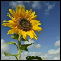 به یک کارگر ساده نیازمندیم