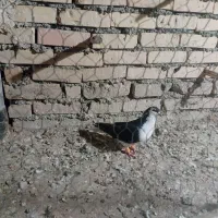 ساده سیاه
