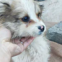 توله سگ اشپیتز|سگ|مشهد, صیاد شیرازی|دیوار