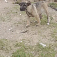 از بهترین نسل سرابی