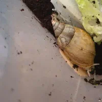 حلزون در همه سایز