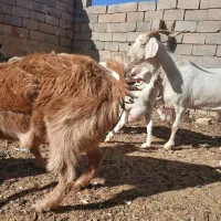 بزسانن|حیوانات مزرعه|سده (خراسان جنوبی), |دیوار