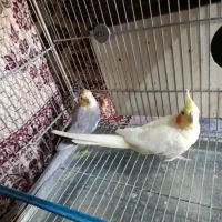 فروش یک جفت عروس هلندی مولد دستی