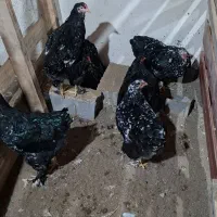 جوجه مرغ ویاندوت و برهما اصیل نژاد وارداتی|حیوانات مزرعه|بابلسر, |دیوار