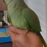 طوطی ملنگو عروس برزیلی گرینچیک شاه طوطی|پرنده|چهاردانگه (تهران), |دیوار